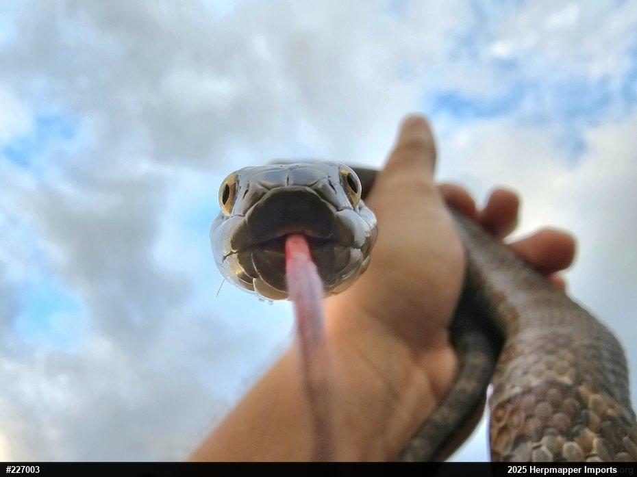 Northern Watersnake