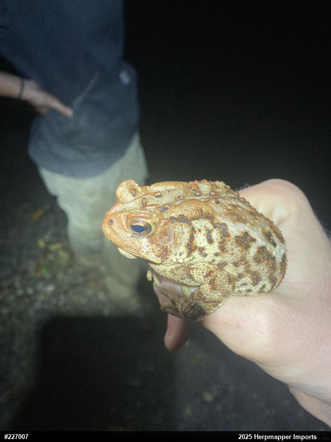 Eastern American Toad