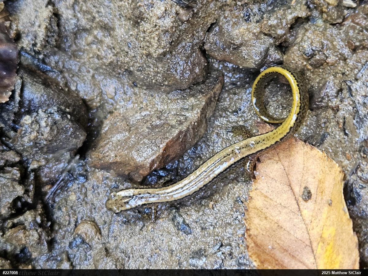 Northern Two-lined Salamander
