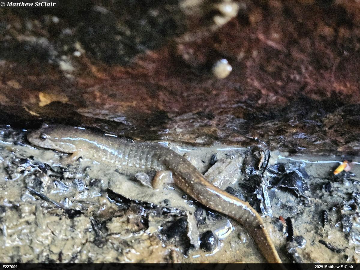 Northern Dusky Salamander