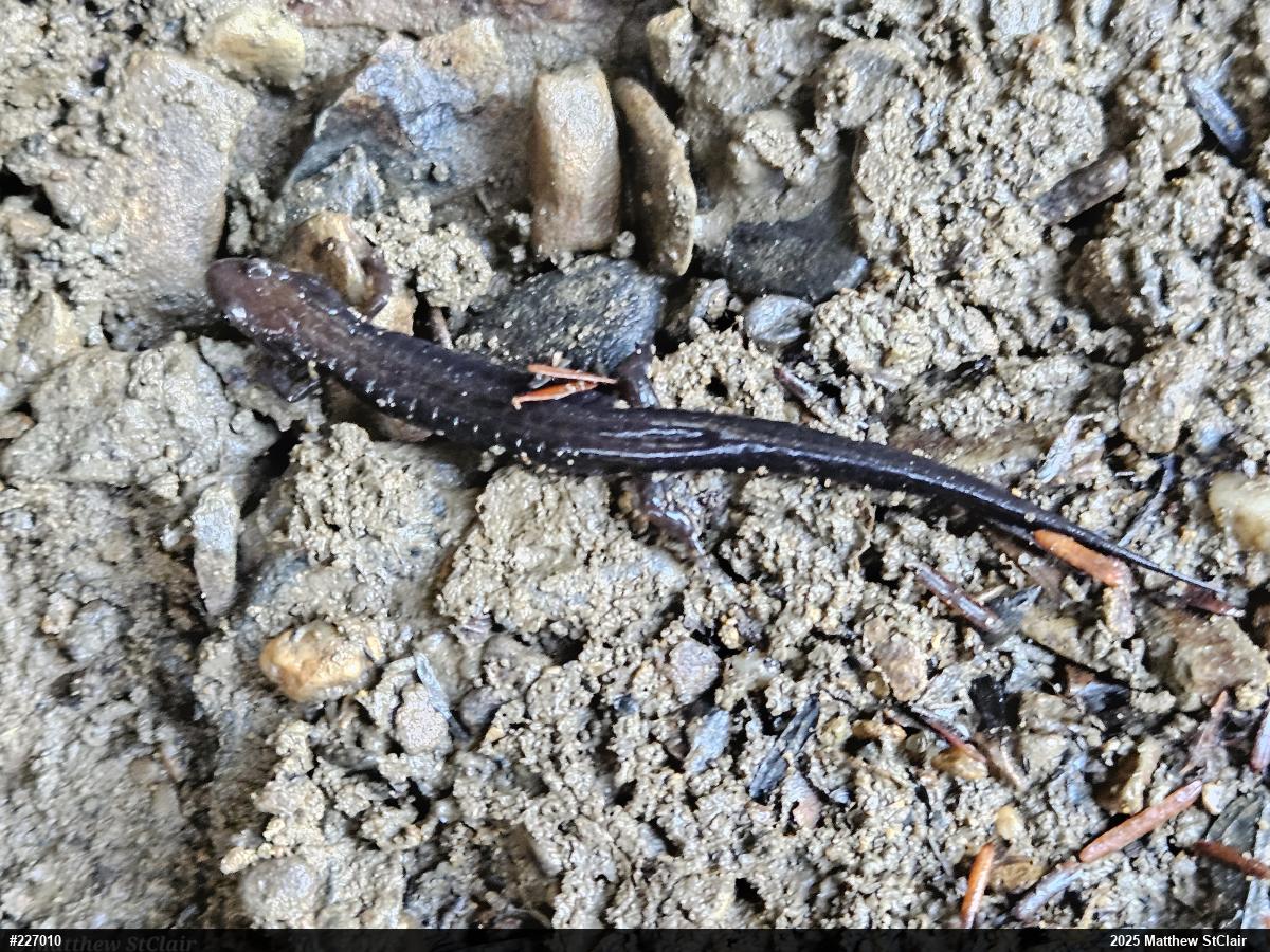 Allegheny Mountain Dusky Salamander