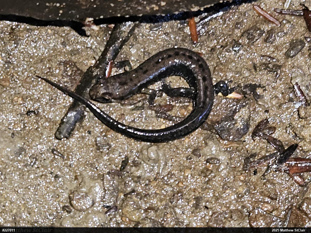 Allegheny Mountain Dusky Salamander