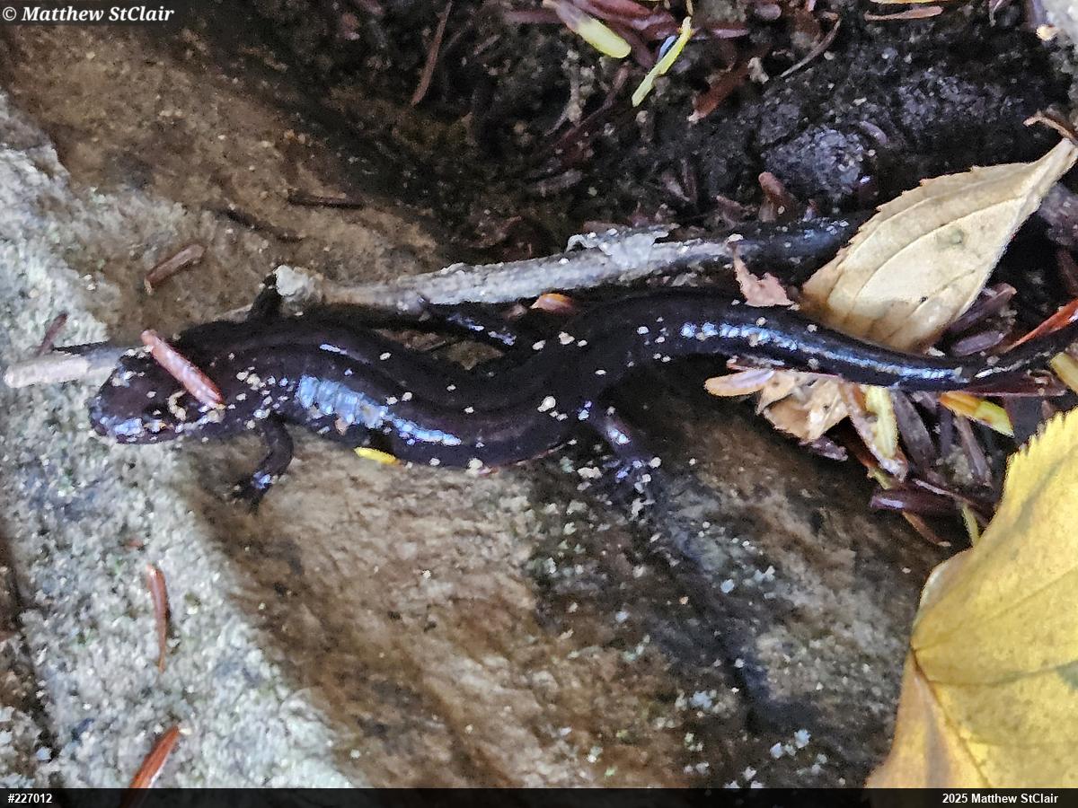 Allegheny Mountain Dusky Salamander
