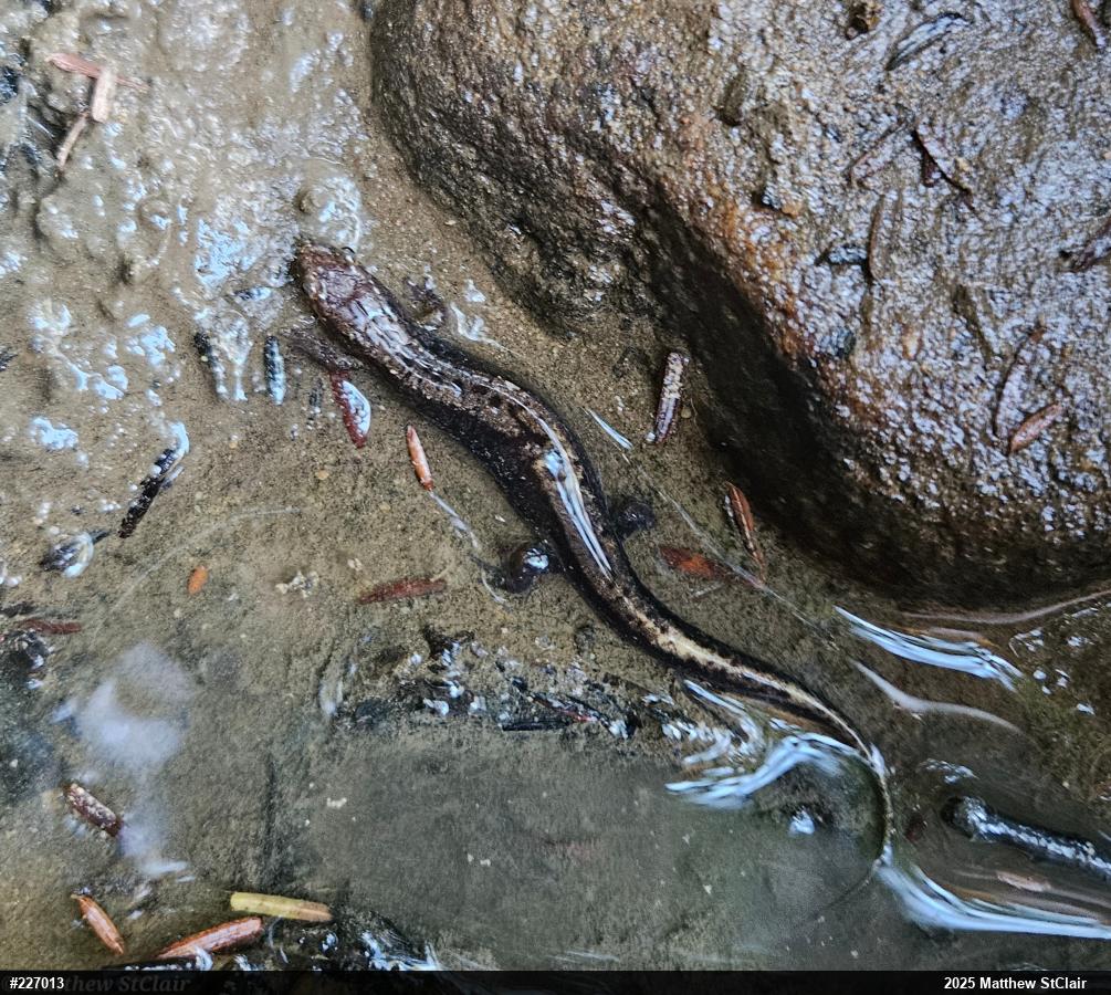 Allegheny Mountain Dusky Salamander