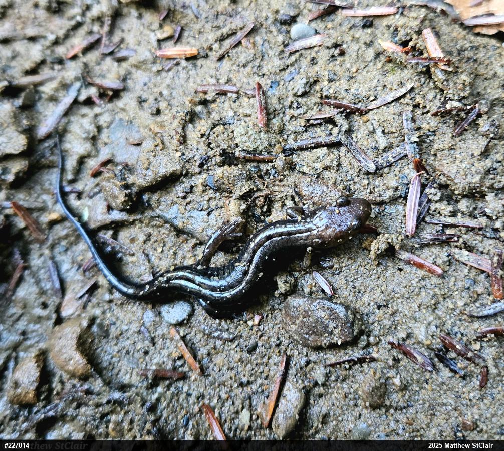 Allegheny Mountain Dusky Salamander