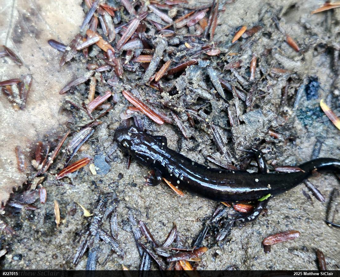 Allegheny Mountain Dusky Salamander