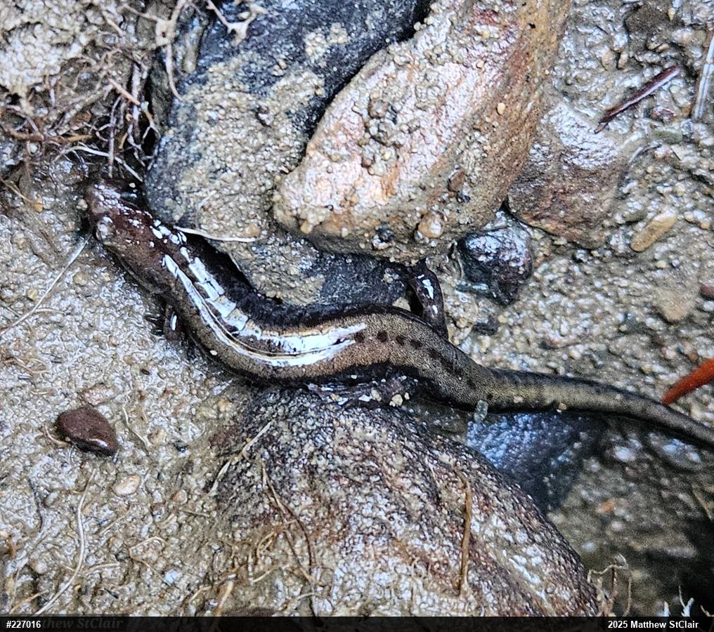 Allegheny Mountain Dusky Salamander