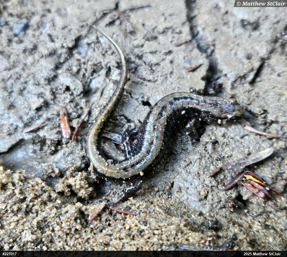 Allegheny Mountain Dusky Salamander