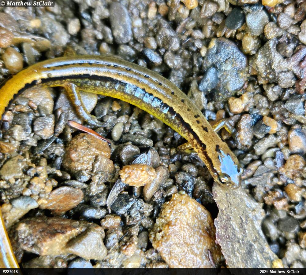 Northern Two-lined Salamander