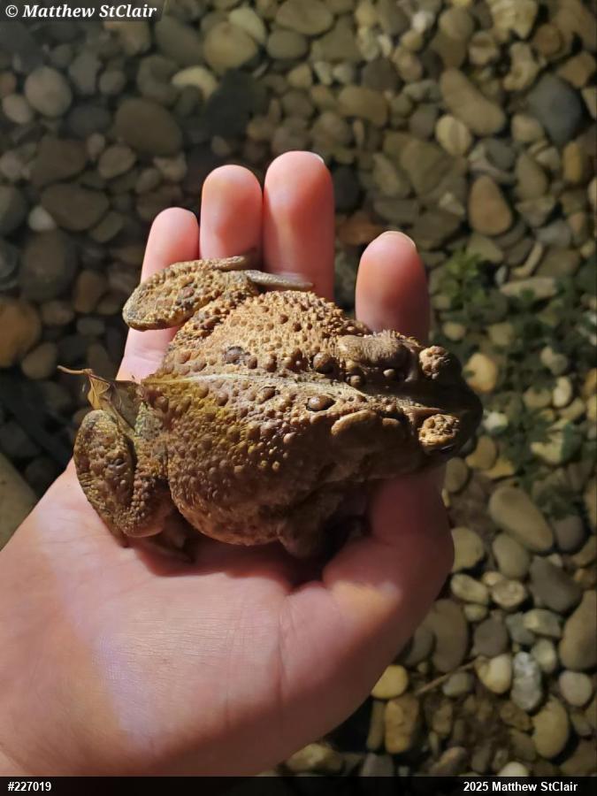 Eastern American Toad