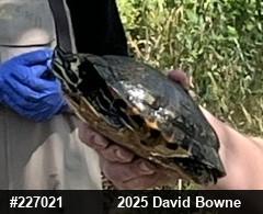 Yellow-bellied Slider