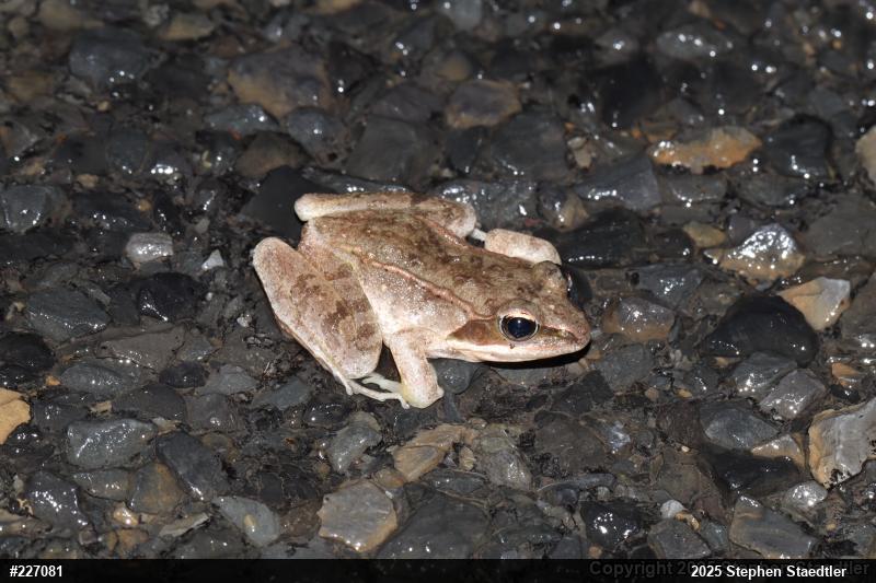 Wood Frog
