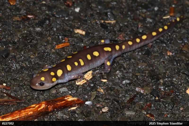 Spotted Salamander