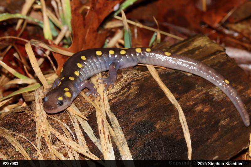 Spotted Salamander