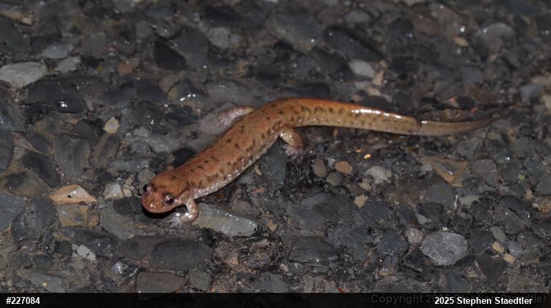 Northern Dusky Salamander