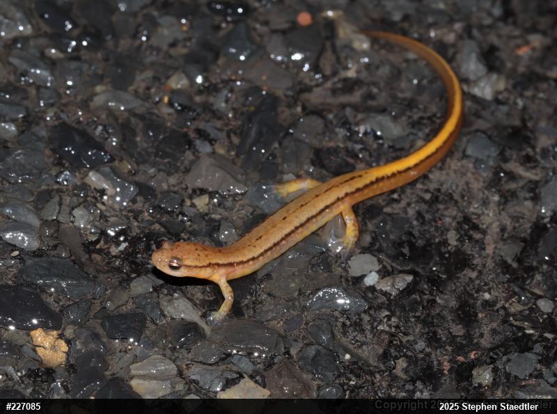 Northern Two-lined Salamander