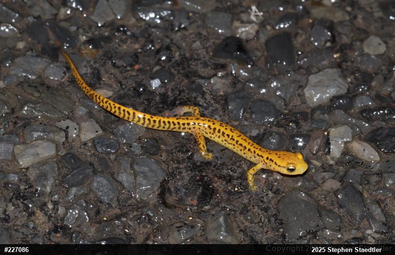 Eastern Long-tailed Salamander
