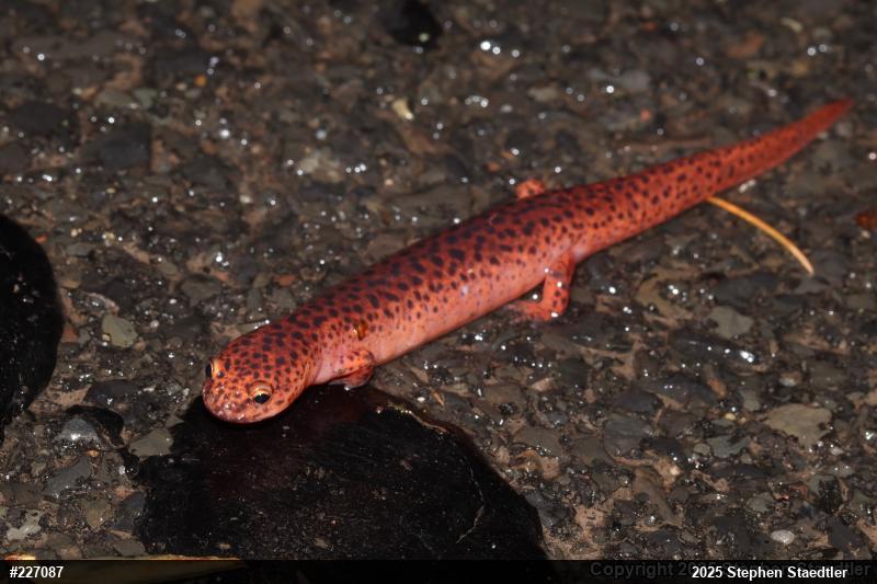 Northern Red Salamander
