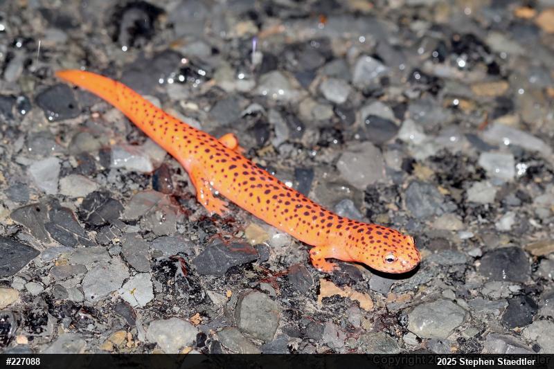 Northern Red Salamander