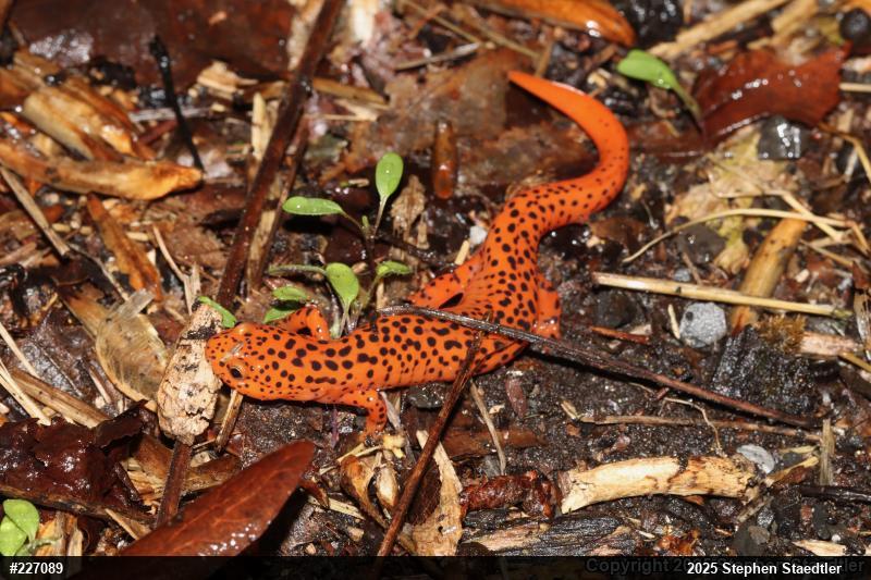 Northern Red Salamander