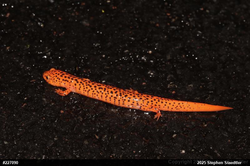 Northern Red Salamander