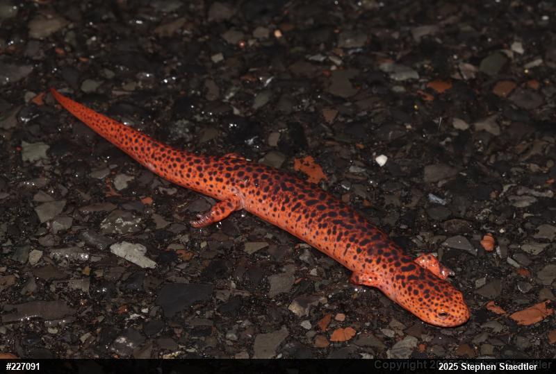 Northern Red Salamander