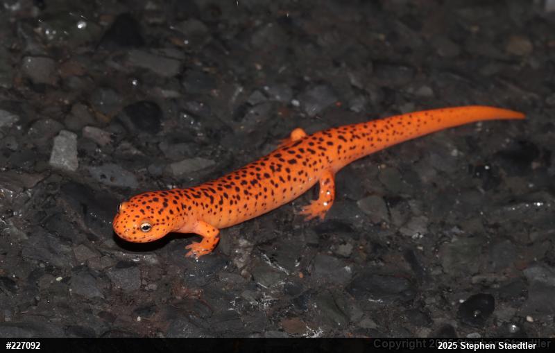 Northern Red Salamander
