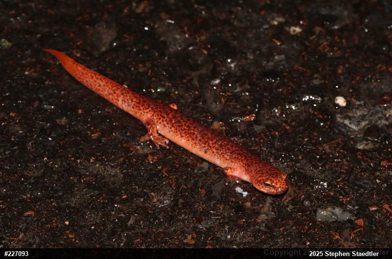 Northern Red Salamander