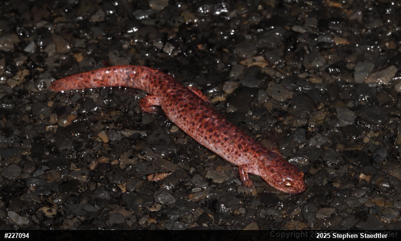 Northern Red Salamander