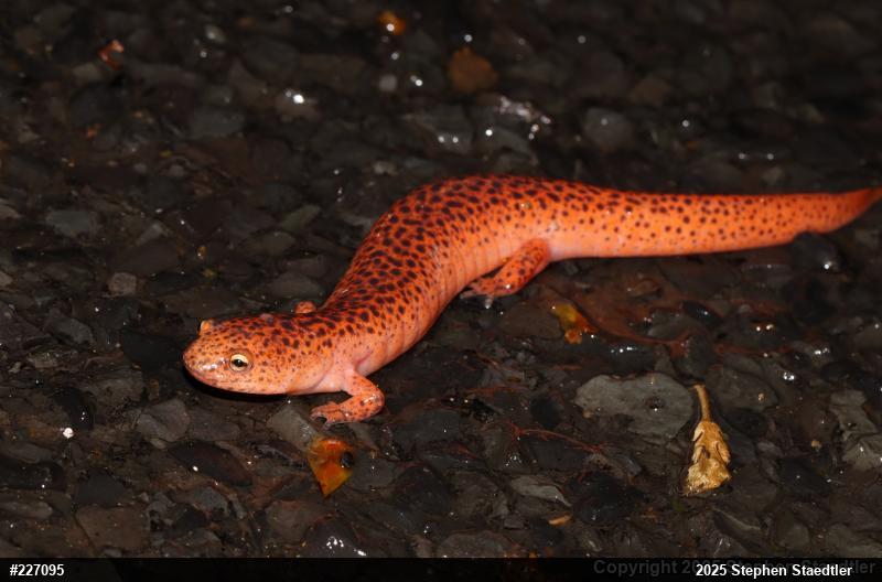 Northern Red Salamander