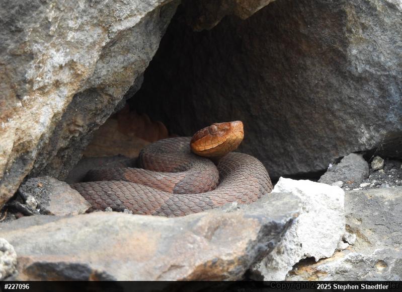 Northern Copperhead