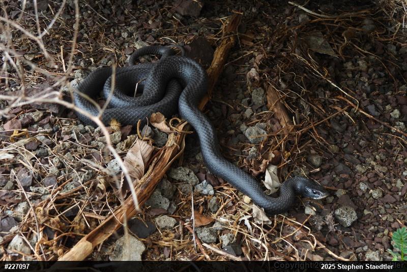 Northern Black Racer