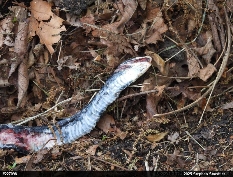 Northern Black Racer