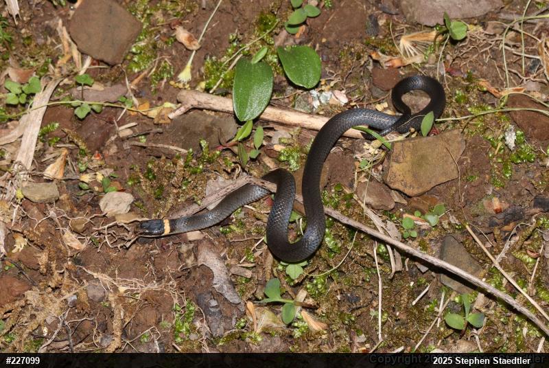 Northern Ring-necked Snake