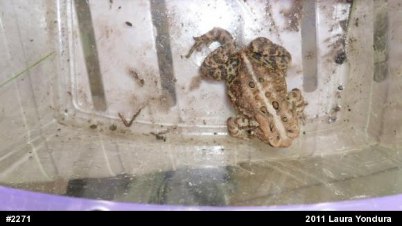 Eastern American Toad
