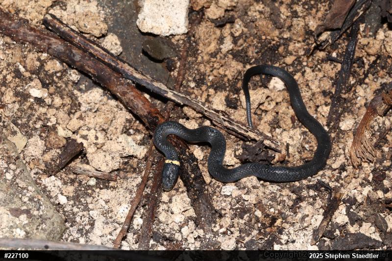 Northern Ring-necked Snake