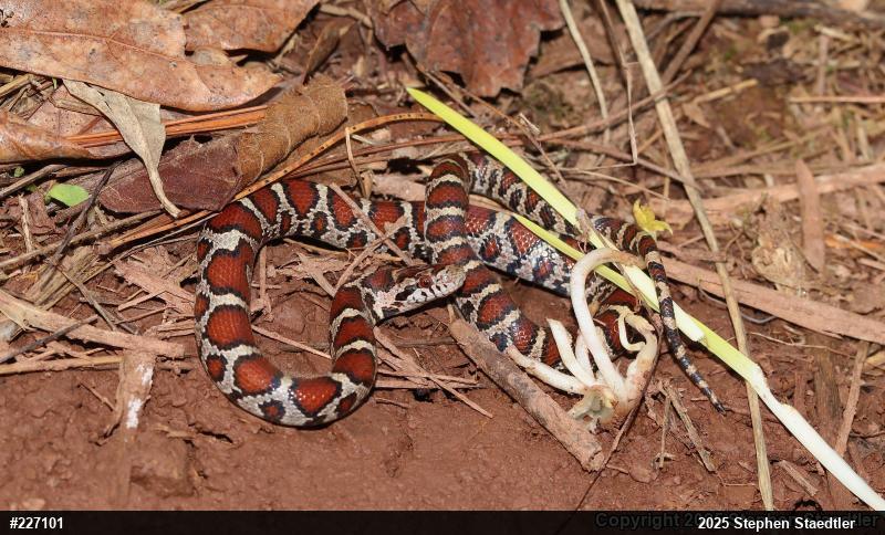 Eastern Milksnake