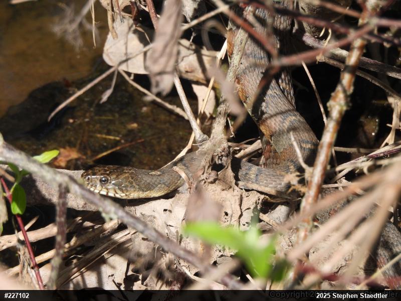 Northern Watersnake