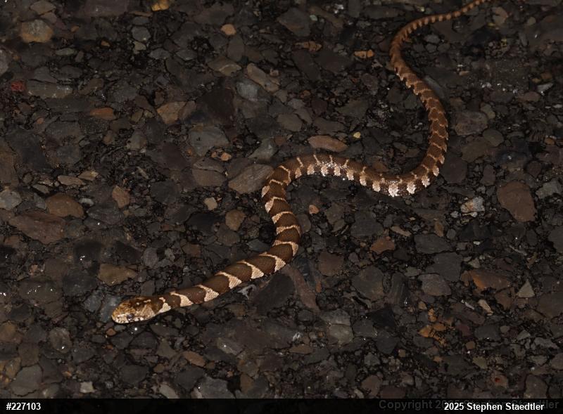 Northern Watersnake