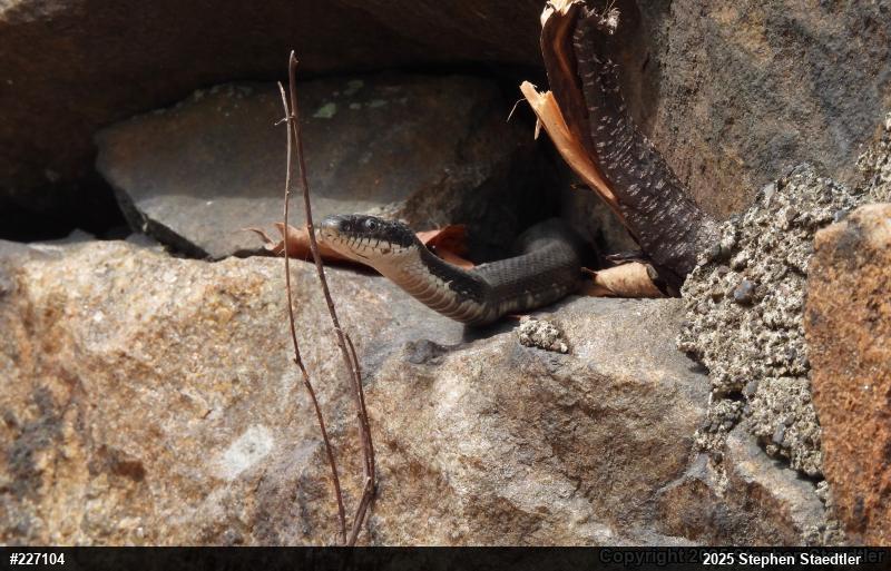 Eastern Ratsnake