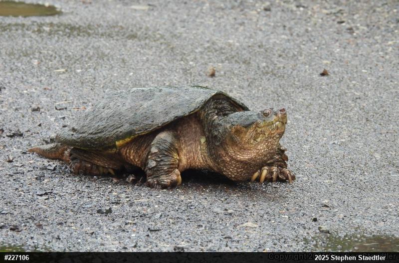 Snapping Turtle