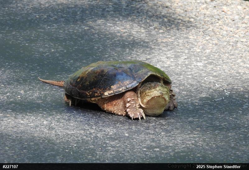 Snapping Turtle