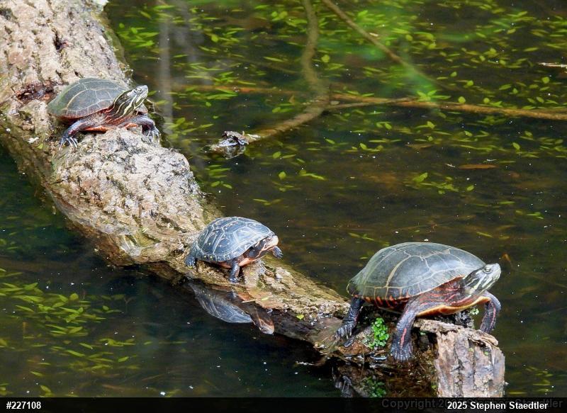 Spotted Turtle