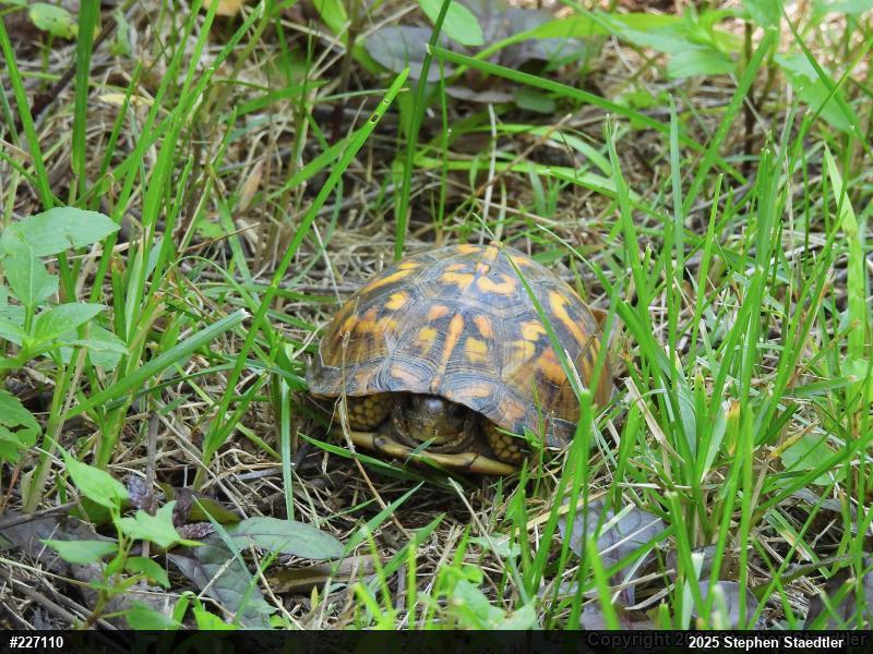 Eastern Box Turtle
