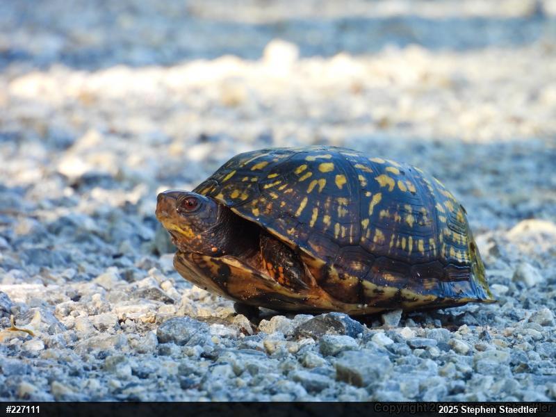 Eastern Box Turtle