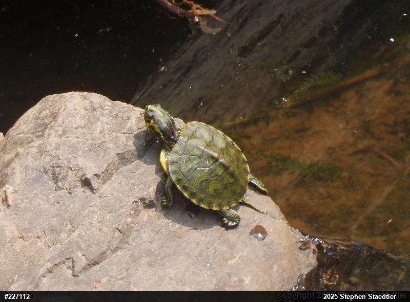 Pond Slider