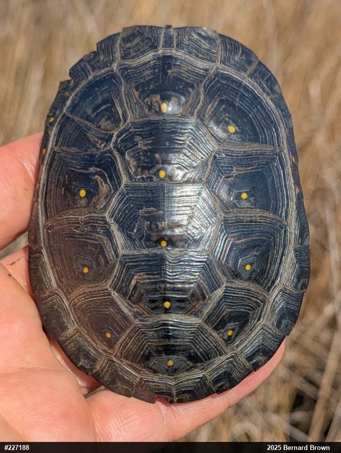 Spotted Turtle