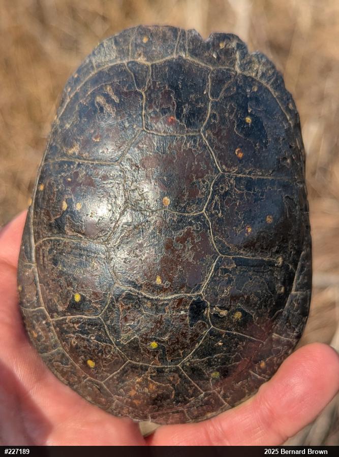 Spotted Turtle