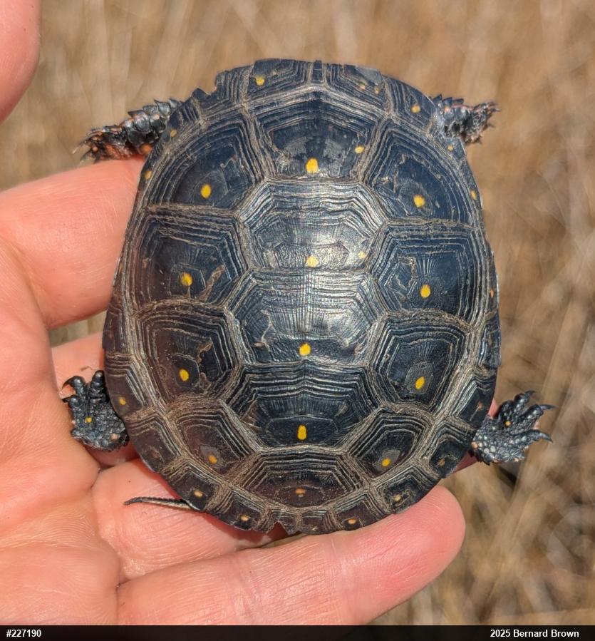 Spotted Turtle