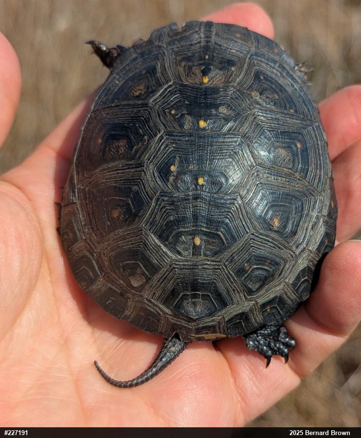 Spotted Turtle